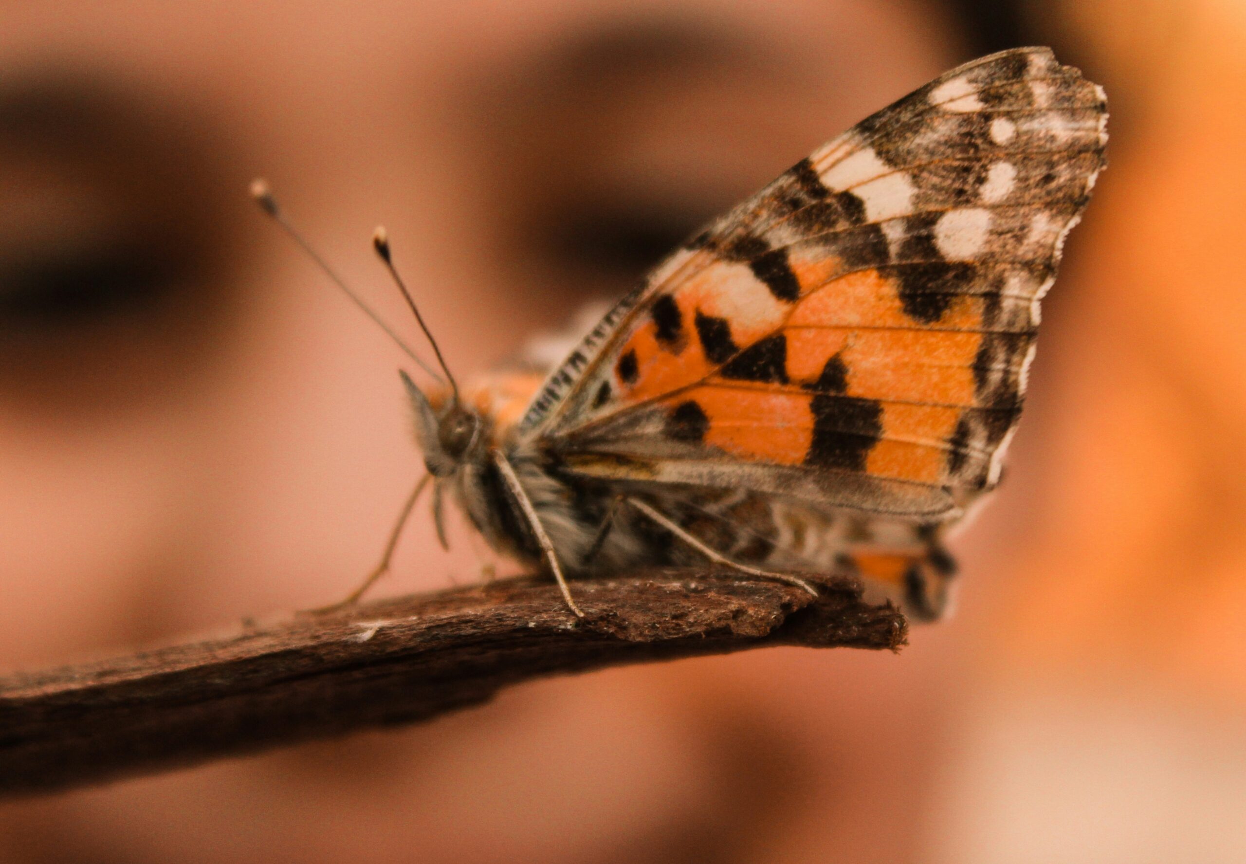 photo-1574866728181-7e89ac3b7478